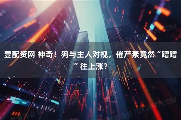 壹配资网 神奇!狗与主人对视,催产素竟然“蹭蹭”往上涨?